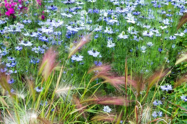 Çiçekli Nigella Şam Çiçekleriyle Güzel Bir Doğa Sahnesi Seçici Odak — Stok fotoğraf