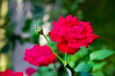 Bahçede güzel kırmızı tırmanma gülleri. Seçici odak