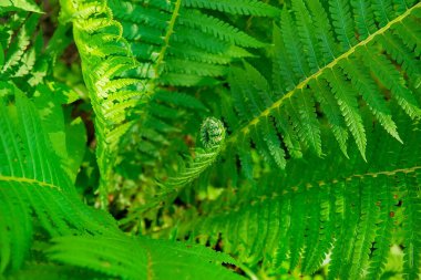 Güzel eğrelti otları yeşil yapraklar bırakır. Çiçekli eğreltiotu arka planı. Seçici odak