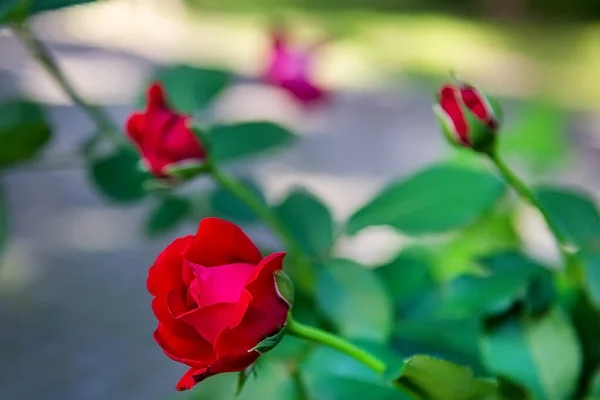 Όμορφα Κόκκινα Τριαντάφυλλα Αναρρίχησης Στον Κήπο Επιλεκτική Εστίαση — Φωτογραφία Αρχείου