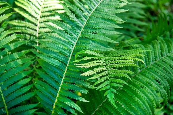 Güzel eğrelti otları yeşil yapraklar bırakır. Çiçekli eğreltiotu arka planı. Seçici odak