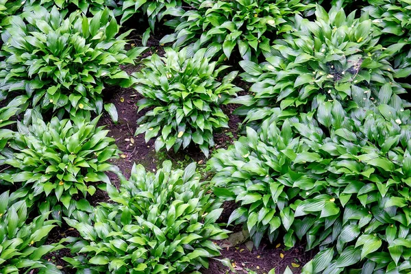 Bahçedeki Güzel Hosta Hosta Peyzaj Tasarımı Için Süs Bitkisi Seçici — Stok fotoğraf