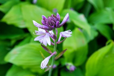 Bir yaz parkında çiçek tarhında dekoratif iki renkli yaprakları ve mor çiçekleri olan daimi bir ev sahibi. Seçici odak