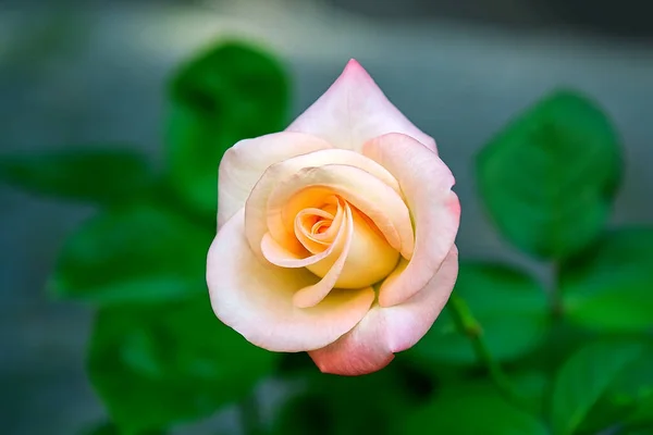 Όμορφα Κόκκινα Τριαντάφυλλα Αναρρίχησης Στον Κήπο Επιλεκτική Εστίαση — Φωτογραφία Αρχείου