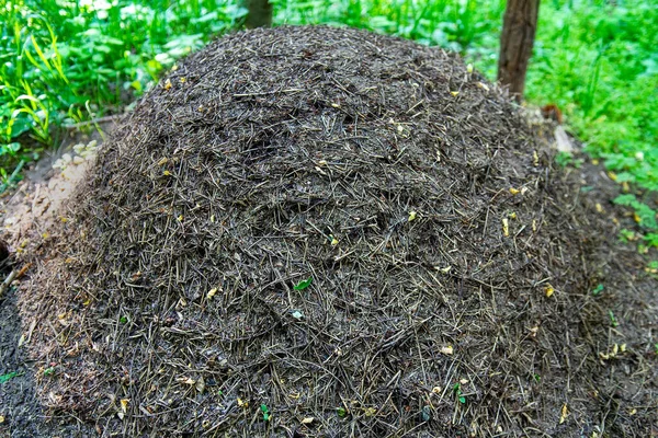 Yaz ormanlarında karınca kolonisi olan büyük bir karınca yuvası. Seçici odak