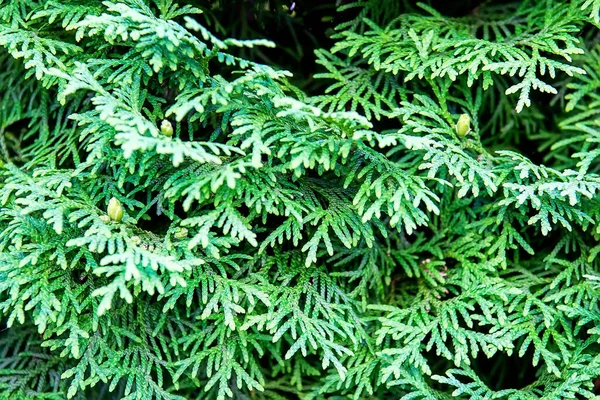 Cypress Cedar Thuja Arborvitae Conifer Tree Branch Selective Focus — Stock Photo, Image