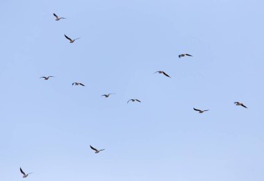 Gökyüzünde bir martı sürüsü