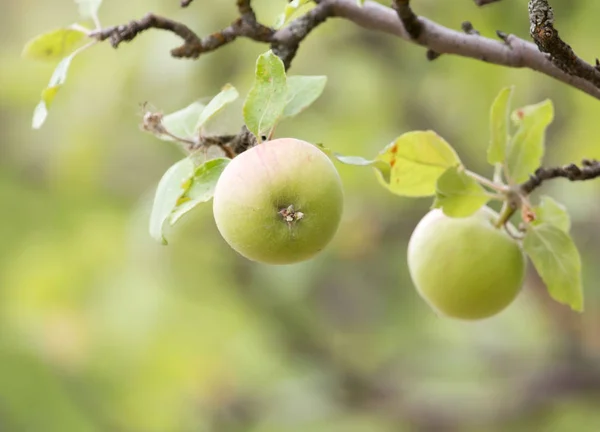 Manzanas maduras en una rama de árbol en la naturaleza — Foto de Stock