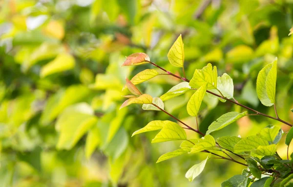 Belle foglie sull'albero in natura — Foto Stock