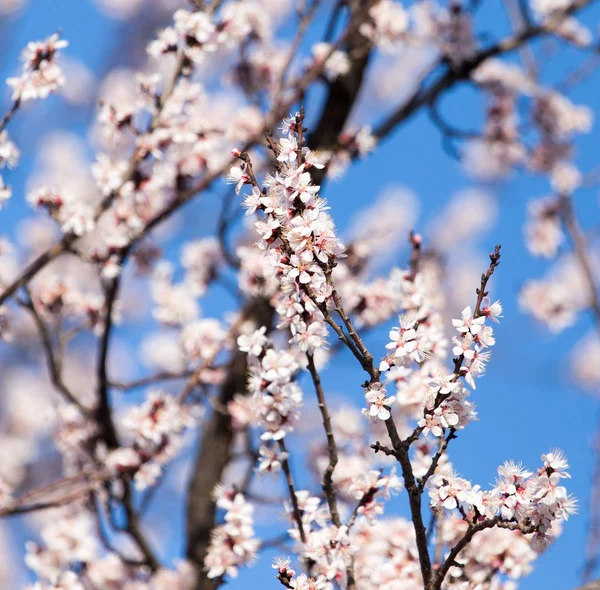 Belles fleurs sur l'arbre dans la nature — Photo