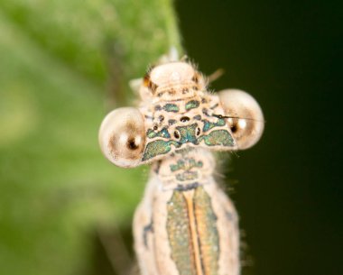 yusufçuk doğada. Kapat