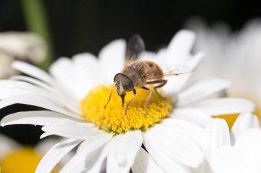 bir çiçek arıya. Kapat