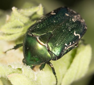 Chafer doğada. Kapat