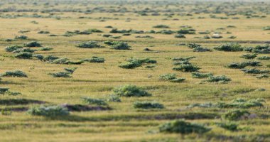 Kazakistan 'ın bozkırlarında bahar