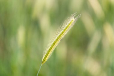 kulakları buğday niteliğine