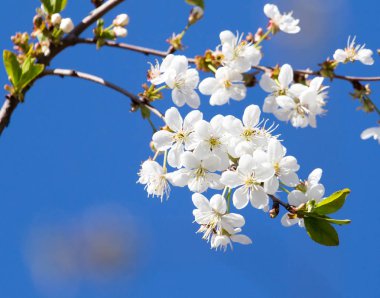 Mavi gökyüzüne karşı ağaçtaki çiçekler
