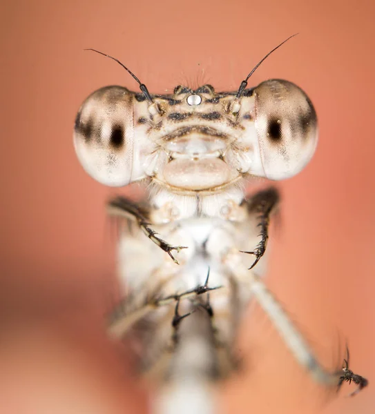 Libélula en la naturaleza. cerrar —  Fotos de Stock