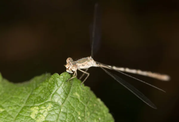 Libélula en la naturaleza. cerrar —  Fotos de Stock