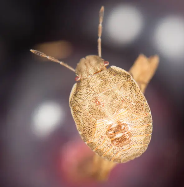 Insecto en una baya. cerrar —  Fotos de Stock