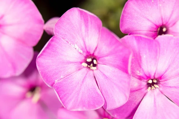 Schöne rosa Blume in der Natur, Nahaufnahme — Stockfoto