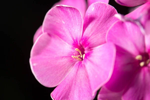 Doğada, güzel pembe çiçek yakın çekim — Stok fotoğraf