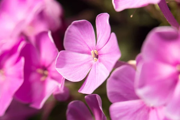 Beautiful pink flower in nature, close-up — Stock Photo, Image