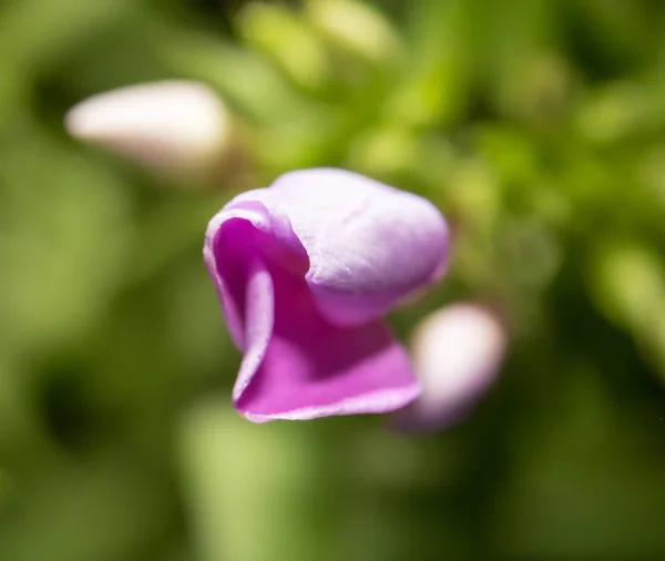 Hermosa flor rosa en la naturaleza, primer plano —  Fotos de Stock