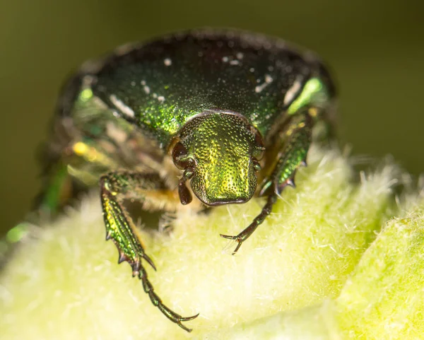 Chafer in nature. close — Stock Photo, Image