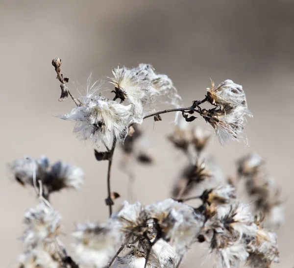 Dry prickly plant in nature — Stock Photo, Image