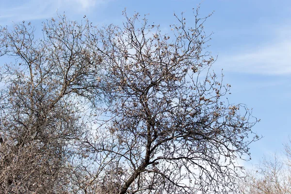 Bladloze boomtakken tegen de blauwe lucht — Stockfoto