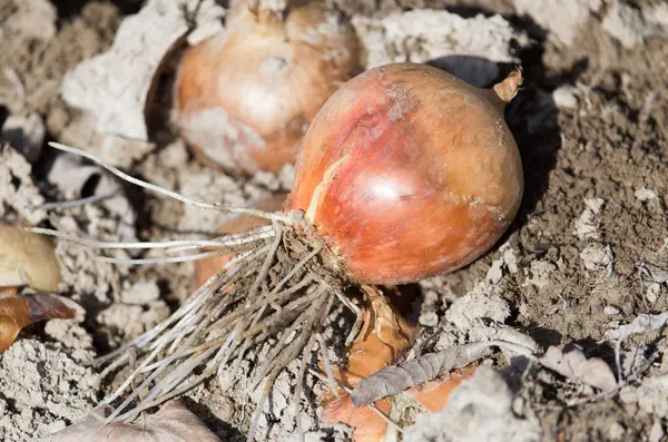Zwiebeln auf einem Beet im Garten — Stockfoto