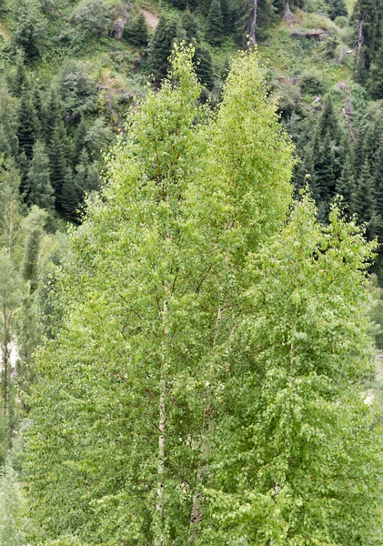 Tree on nature — Stock Photo, Image