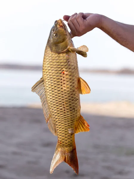 Fish cookie on a fishing trip — Stock Photo, Image