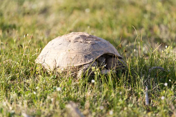 Żółw w przyrodzie — Zdjęcie stockowe