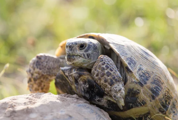 Schildkröte macht Liebe — Stockfoto