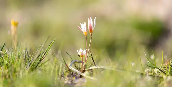 在沙漠中绽放的花朵 — 图库照片