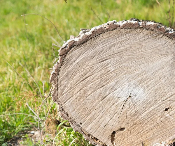 Pahýl stromu v přírodě — Stock fotografie