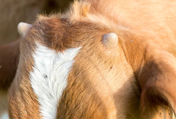 Los cuernos de una vaca —  Fotos de Stock