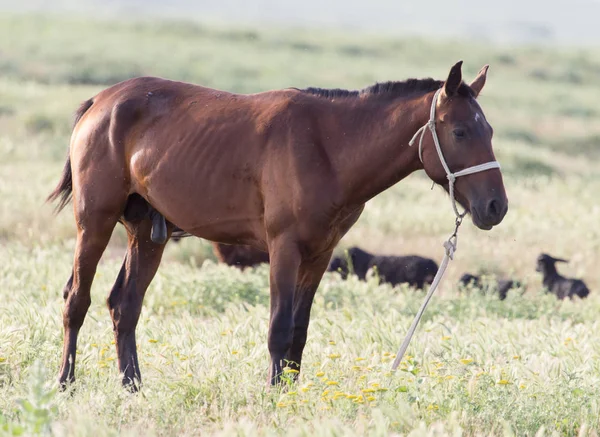 Caballo en pastos — Foto de Stock