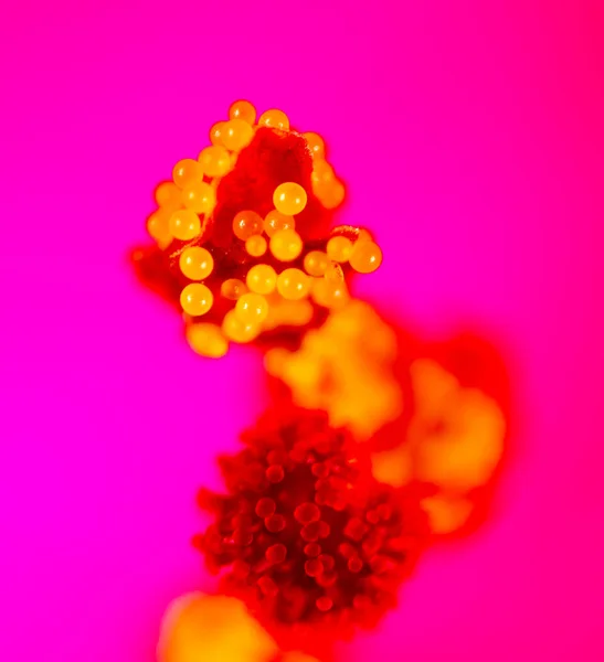 Pollen på en blomst. Supermakro - Stock-foto