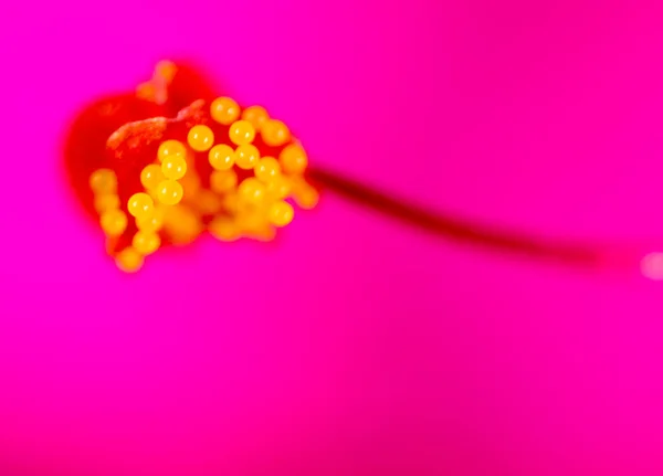 꽃의 꽃가루 슈퍼 매크로 — 스톡 사진