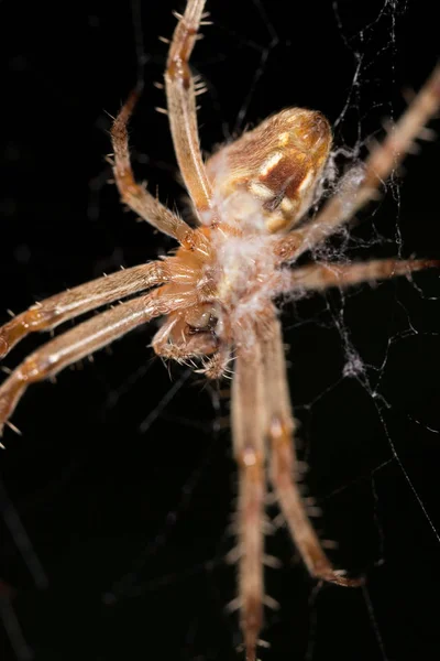 Portret pająka. Zamknij — Zdjęcie stockowe