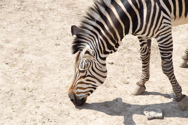 Zebra hayvanat bahçesinde — Stok fotoğraf