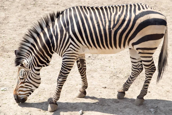 Zebra hayvanat bahçesinde — Stok fotoğraf