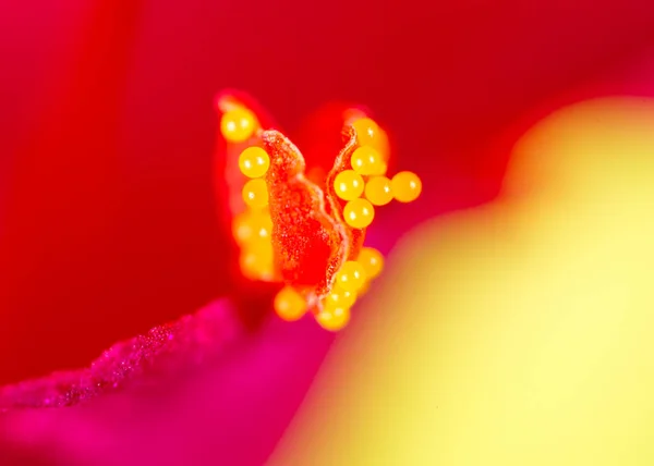 Pollen on a flower. Super Macro — Stock Photo, Image