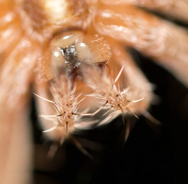 Porträt einer Spinne. schließen — Stockfoto