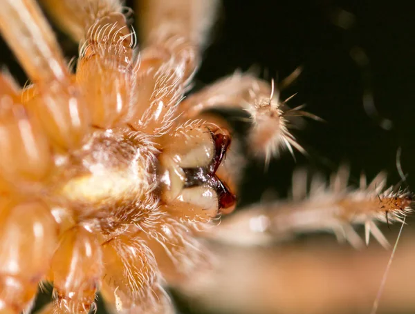 Portret van een spin. sluiten — Stockfoto
