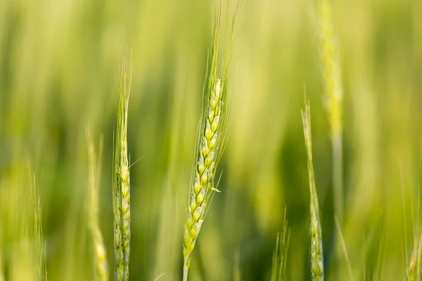 Espigas de trigo sobre la naturaleza —  Fotos de Stock