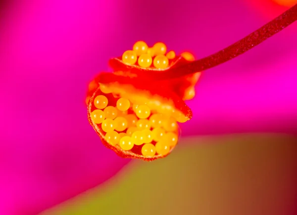 Pólen em uma flor. Super Macro — Fotografia de Stock