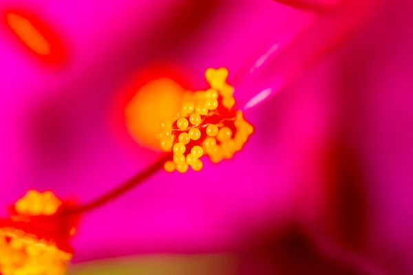 Pollen on a flower. Super Macro — Stock Photo, Image